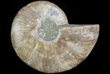 Cut & Polished Ammonite Fossil (Half) - Madagascar #183190-1